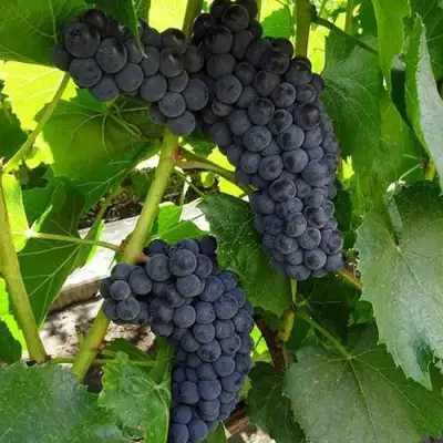 Виноград ВЭЛИАНТ в Речице