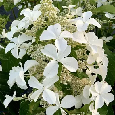 гортензия левана