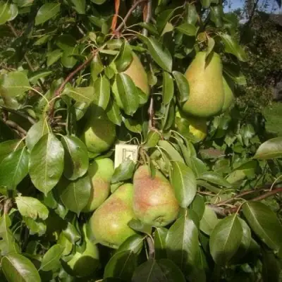 Груша БЕРЕ ЛЮКА в Речице