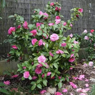 Камелия ДЕББИ в Речице