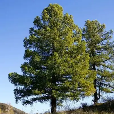 Лиственница сибирская в Речице