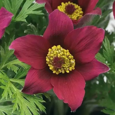 Прострел ПИНВИЛ РЕД ШЕЙДЕС в Речице