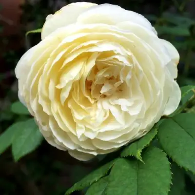 Роза КЛЭР ОСТИН английская в Речице