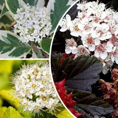 Комплект ЯРКАЯ ВСПЫШКА в Речице