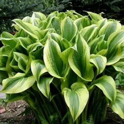 Хоста АУРЕОМАРГИНАТА в Речице