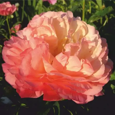 Пион КОРАЛ СУПРИМ травянистый в Речице