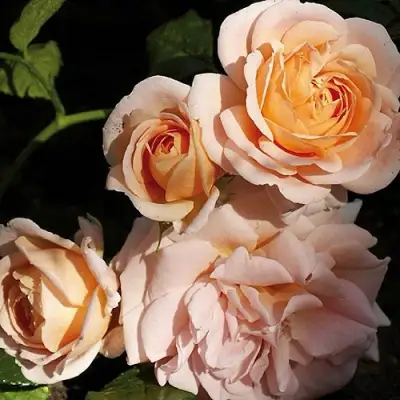 Роза ГЕЙША чайно-гибридная в Речице