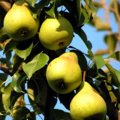 Груша НЕЖНОСТЬ колонновидная	 в Речице