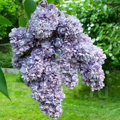 Сирень АМИ ШОТТ в Речице