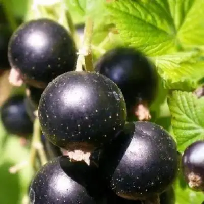 Смородина черная ЧЕРНООКАЯ в Речице