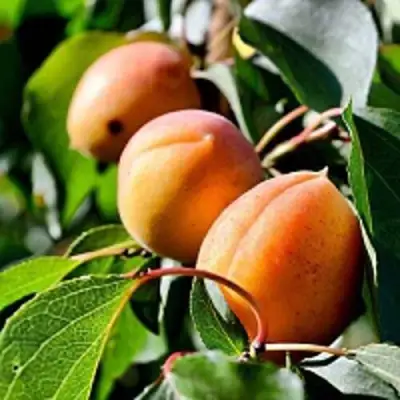 Абрикос БАЙ в Речице