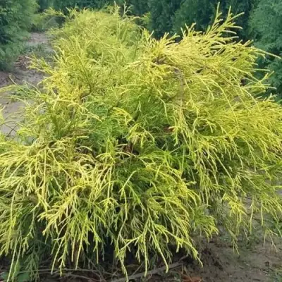 Кипарисовик ФИЛИФЕРА АУРЕА горохоплодный в Речице