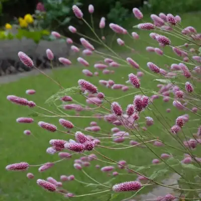 Кровохлебка РОК ЭНД РОЛЛ в Речице