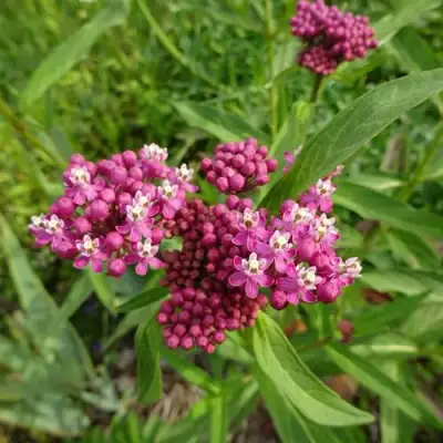 Ваточник МЯСО-КРАСНЫЙ в Речице