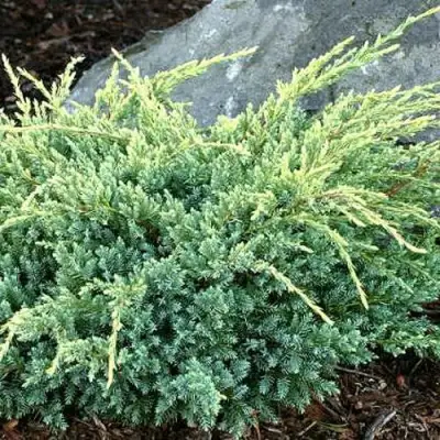 Можжевельник ХОЛГЕР чешуйчатый в Речице