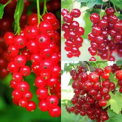 Комплект КРАСНЫЙ УРОЖАЙ в Речице