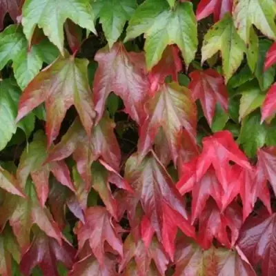 Девичий виноград тройчатый ВИЧИ в Речице