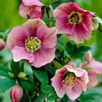 Морозник ВОСТОЧНЫЙ в Речице