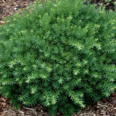 Тис ХИКСИ средний в Речице