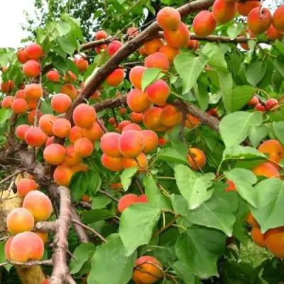 Абрикос ОТБОР АСТАХОВА в Речице