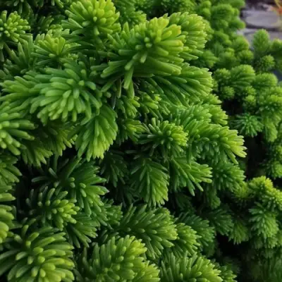 Ель ЛИТЛ ДЖЕМ обыкновенная в Речице