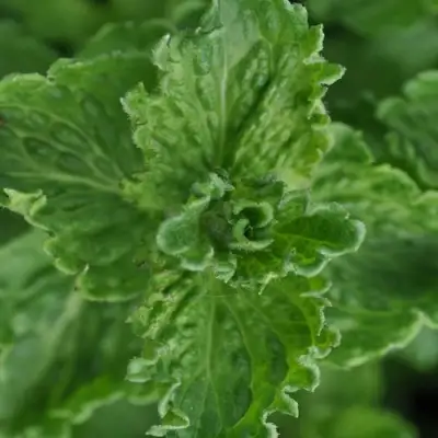 Мята КРИСПА в Речице