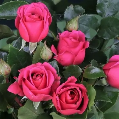 Роза ЛАВ ЛЕТТЕР флорибунда в Речице