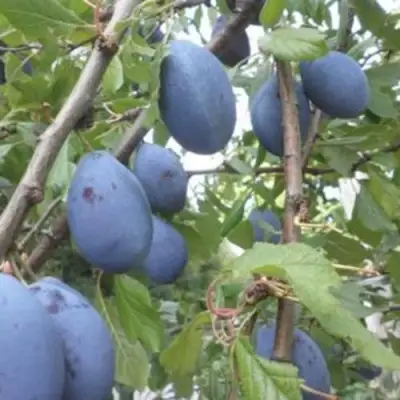 Слива ГИЛЬБЕРТ в Речице