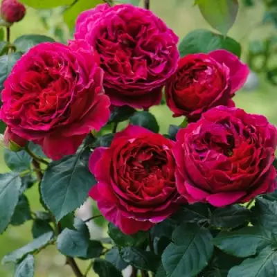 Роза КЕЙТ английская в Речице