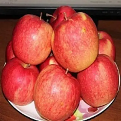 Яблоня ЛИГОЛ в Речице