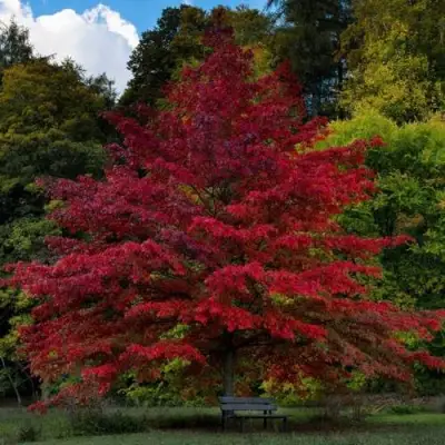 Дуб болотный в Речице