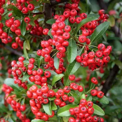 Пираканта РЕД КУИШОН в Речице