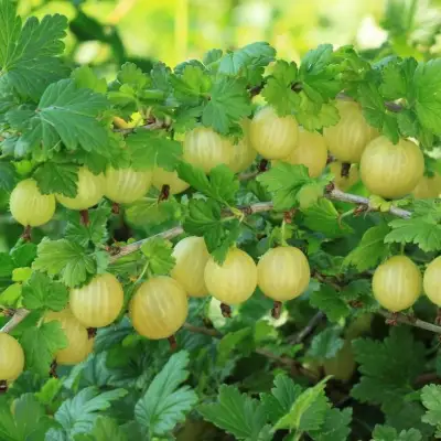 Крыжовник БЕРИЛЛ в Речице