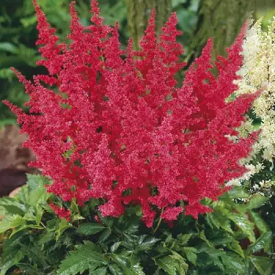 Астильба МОНТГОМЕРИ японская в Речице