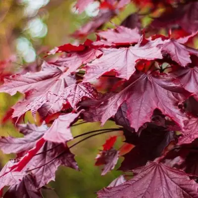 Клен РОЯЛ РЕД остролистный в Речице