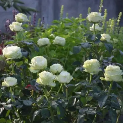 Роза ВАКАНА японская в Речице