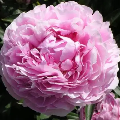 Пион ША-ЛА травянистый в Речице