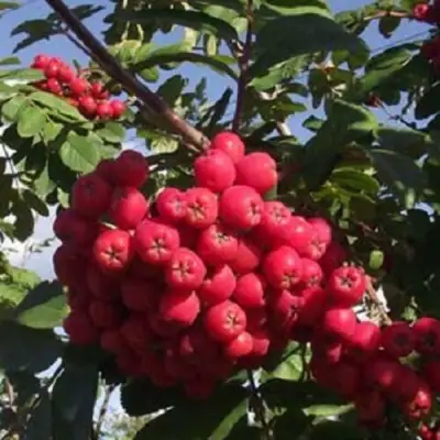 Рябина МОРАВСКАЯ сладкоплодная в Речице