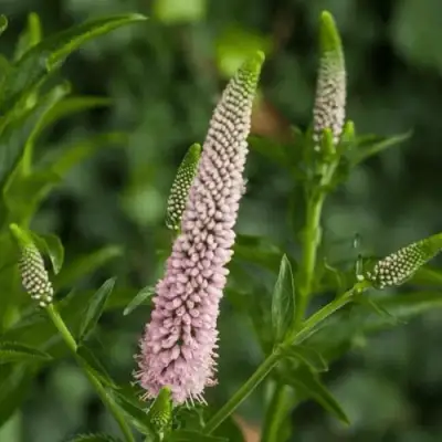 Вероника ФЕСТ ЧОЙС длиннолистная в Речице