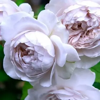 Роза ГРИЗЕЛИС шраб в Речице