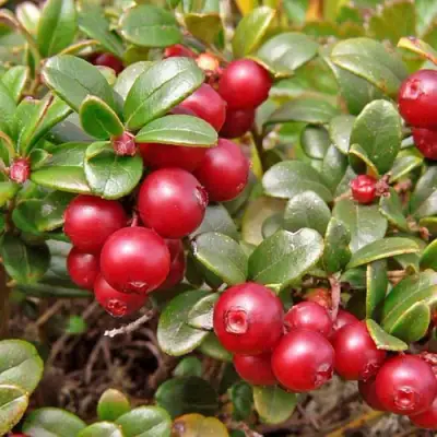 Брусника садовая АМЕРЛАНД в Речице