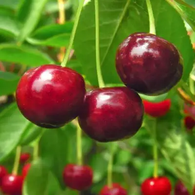 Вишня УЙФЕХЕРТОЙ ФЮРТОШ в Речице