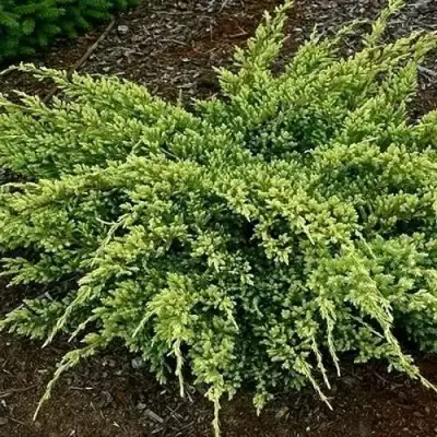 Можжевельник ДРИМ ДЖОЙ чешуйчатый в Речице