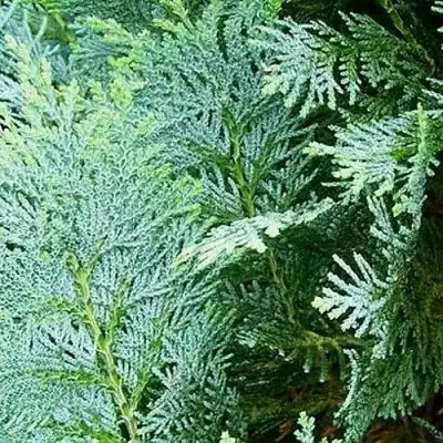 Кипарисовик КОЛУМНАРИС лавсона в Речице