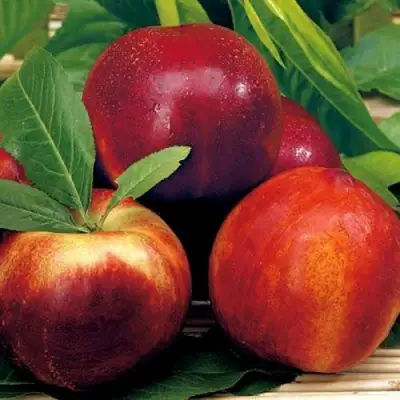 Нектарин СТАРК РЕД ГОЛД в Речице