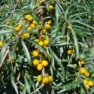 Облепиха ЖЕЛТОПЛОДНАЯ в Речице