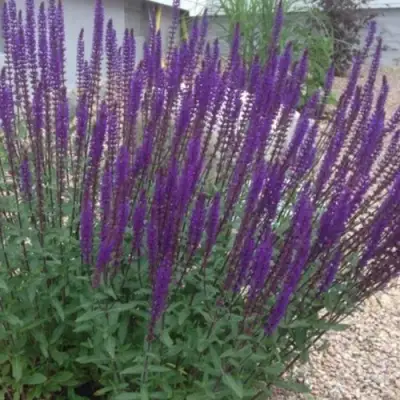 Шалфей КАРАДОНА в Речице