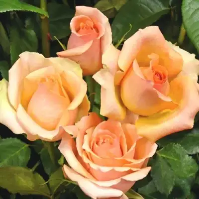 Роза ВЕРСИЛИЯ чайно-гибридная в Речице