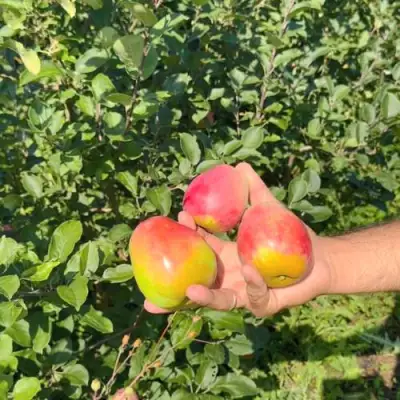 Яблоня КАНДИЛЬ БАГРЯНЫЙ в Речице