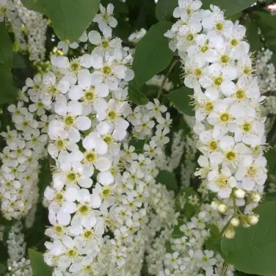 Черемуха САМОПЛОДНАЯ в Речице